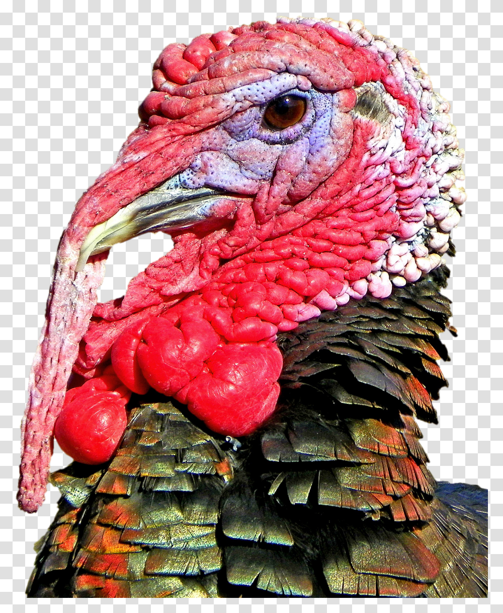 Free Thanksgiving Turkey Head Image Transparent Png