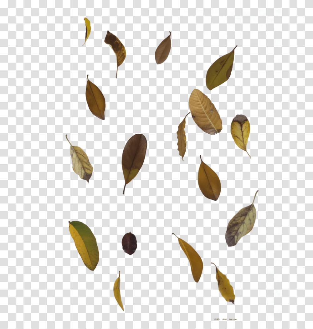 Free To Use Fallautumn Leaf Overlay, Plant, Seed, Grain, Produce Transparent Png