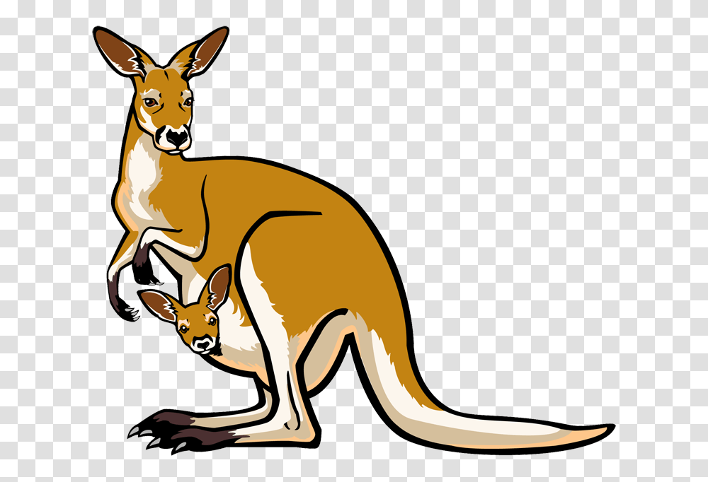 Free To Use, Kangaroo, Mammal, Animal, Wallaby Transparent Png