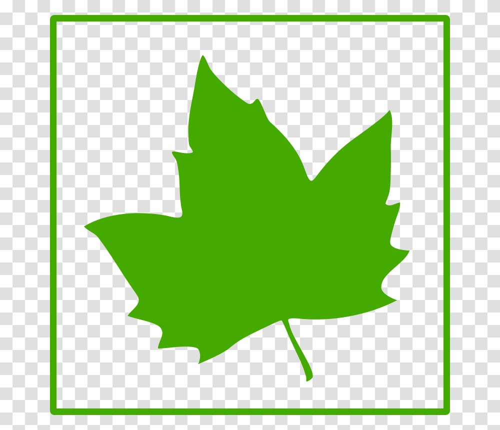 Free To Use, Leaf, Plant, Maple Leaf, Tree Transparent Png
