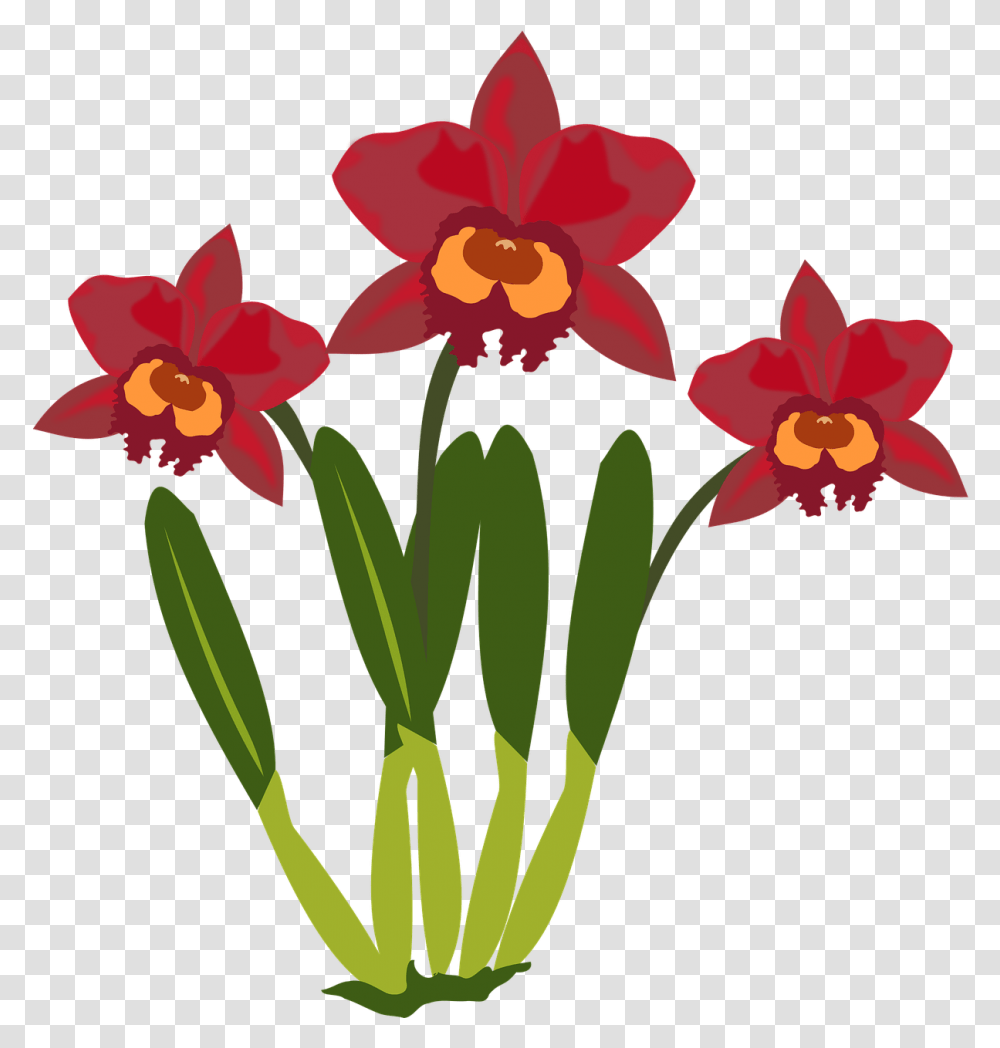 Free To Use Public Domain Orchid Flower Clip Art Cartoon Picture Of Orchid Flower, Plant, Blossom, Daffodil, Flower Arrangement Transparent Png