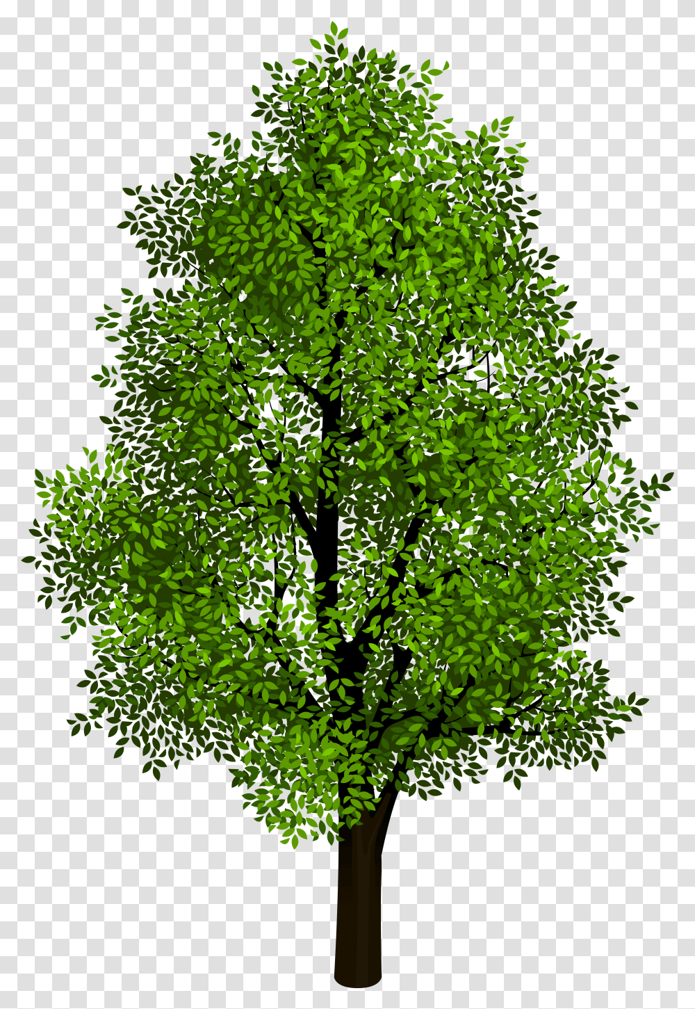 Free Tree Cliparts Beautiful Tree, Green, Plant, Leaf, Pattern Transparent Png