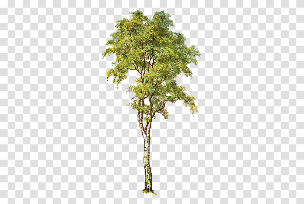 Free Tree Cliparts Download Clip Art Silver Birch Tree Clipart, Plant, Vegetation, Conifer, Moss Transparent Png