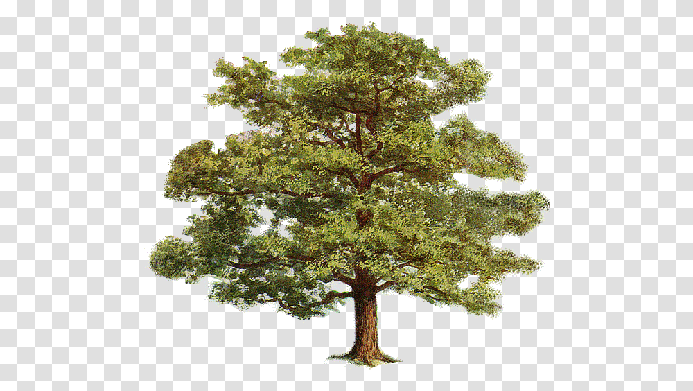 Free Tree Cliparts Tree Clip Art, Plant, Conifer, Jar, Potted Plant Transparent Png