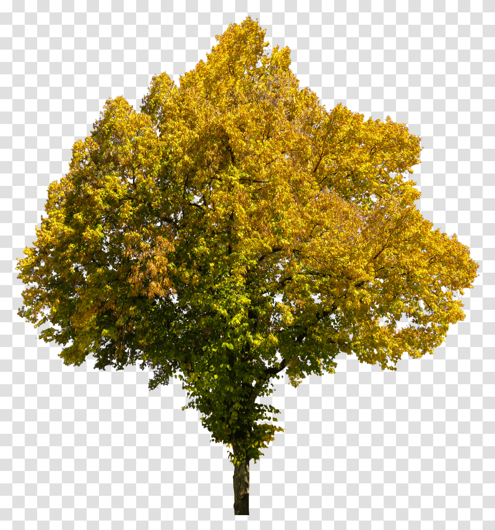 Free Tree Cutouts With Opacity Maps Fall Yellow Tree Transparent Png