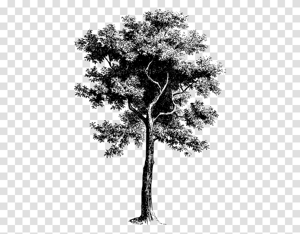 Free Tree Drawing Vector, Gray, World Of Warcraft Transparent Png