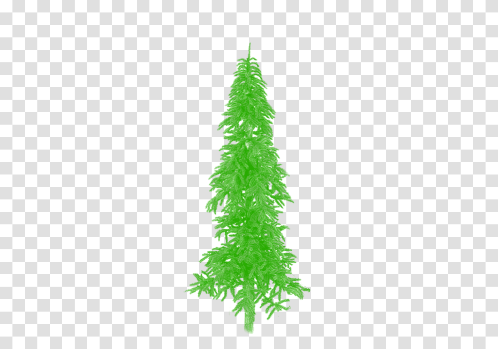 Free Tree Green Clipart Vector Tree Plan Tree, Christmas Tree, Ornament, Plant Transparent Png