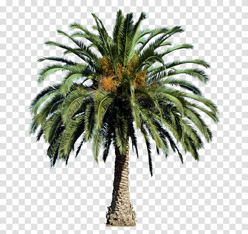 Free Tree Images Date Palm Tree, Plant, Arecaceae, Annonaceae, Outdoors Transparent Png