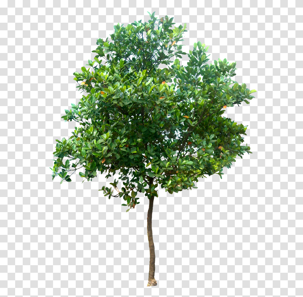 Free Tree Images High Resolution Trees, Plant, Leaf, Potted Plant, Vase Transparent Png