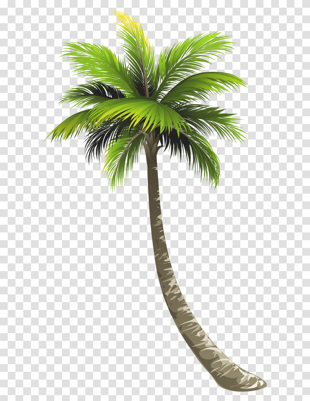 Free Tree Konfest, Plant, Palm Tree, Arecaceae, Axe Transparent Png