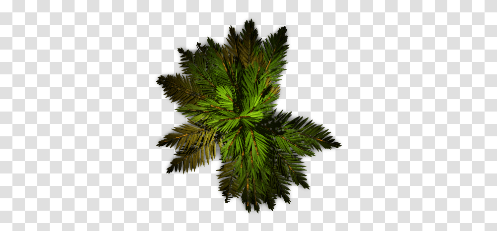 Free Tree Plan View Plan Top View Tree, Plant, Conifer, Fir, Abies Transparent Png