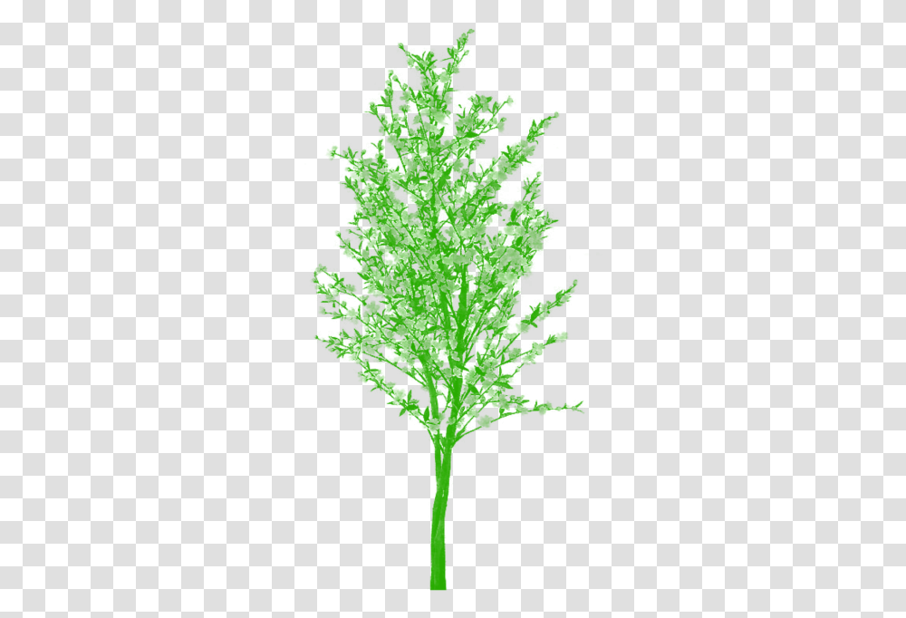 Free Tree Vector Plants And Trees, Leaf, Pattern, Green, Fractal Transparent Png