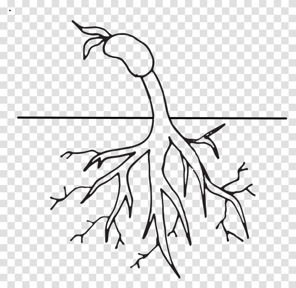 Free Tree With Roots Clipart Black And White Download Root Clipart Black And White, Plant Transparent Png