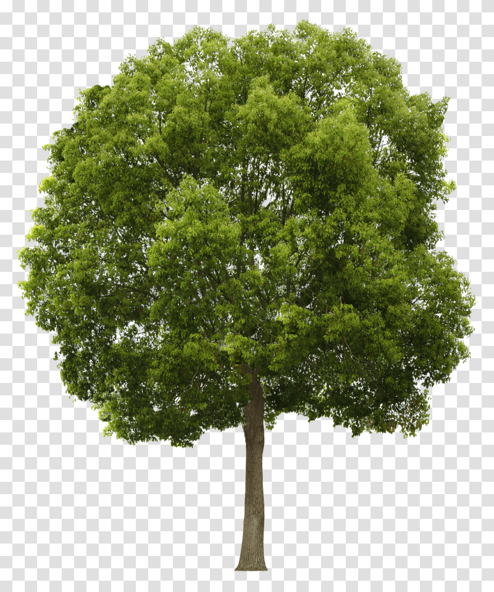 Free Trees Background Download Tree Front View Transparent Png
