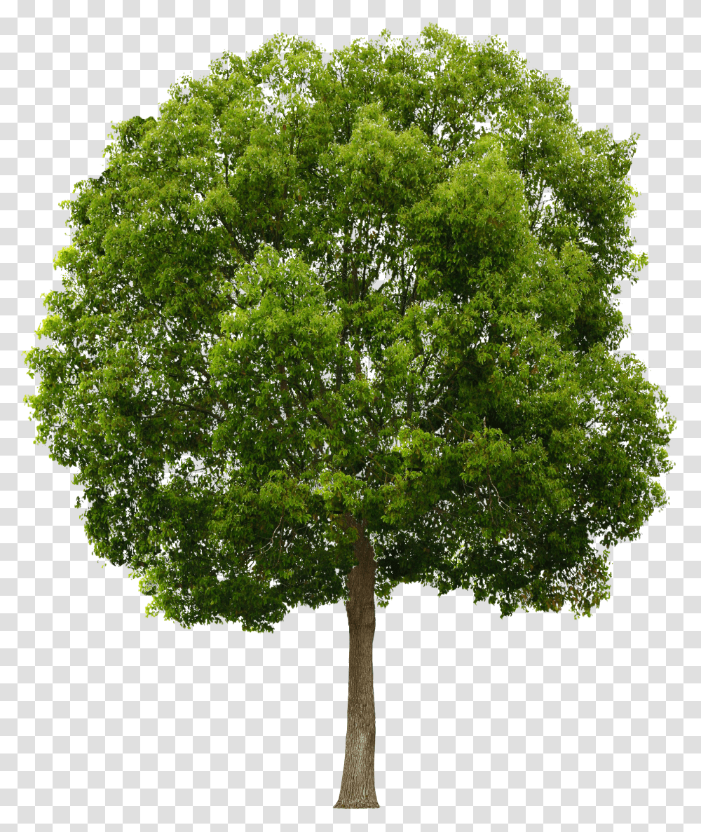 Free Trees Transparent Png