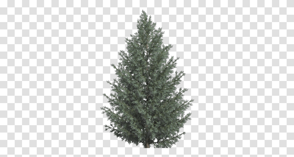 Free Trees Whi Christmas Tree, Plant, Ornament, Pine, Vegetation Transparent Png