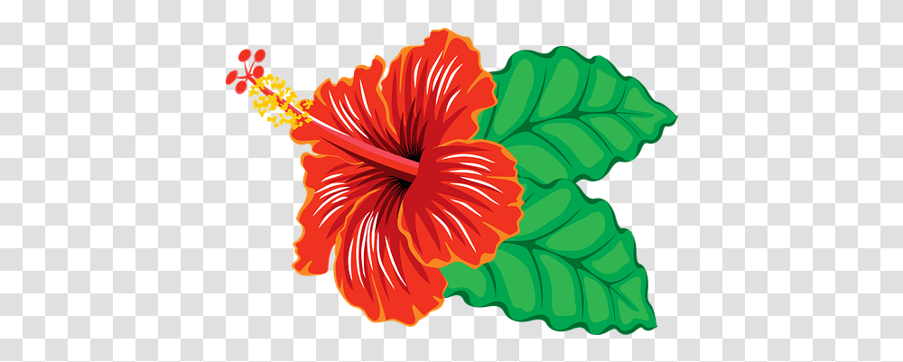 Free Tropical & Fish Vectors Pixabay Clipart Hibiscus Flower, Plant, Blossom, Painting Transparent Png
