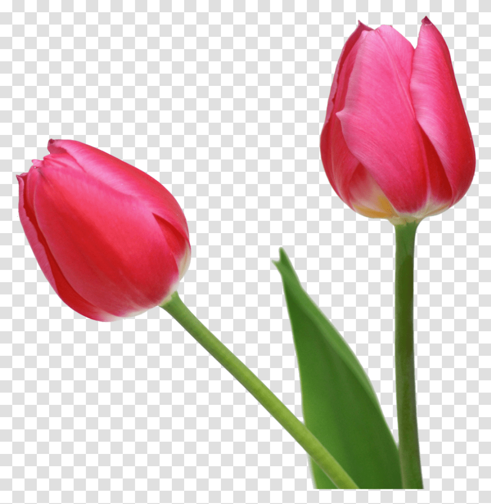 Free Tulips Download Tulip Flower, Plant, Blossom, Petal Transparent Png