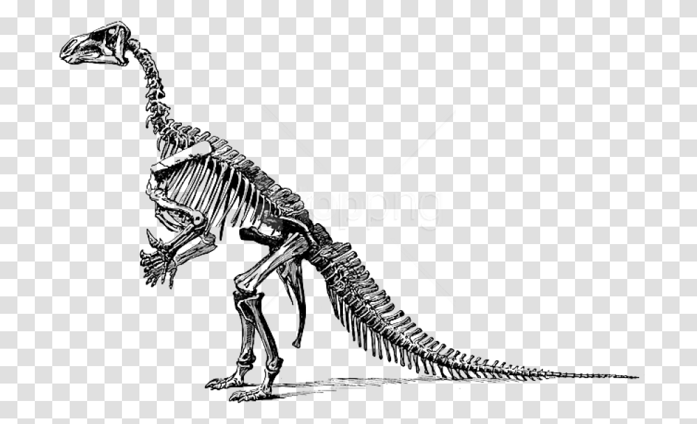 Free Tyrannosaurus Fossil Skeleton Clipart Of Dinosaur Bones, Reptile, Animal, T-Rex Transparent Png