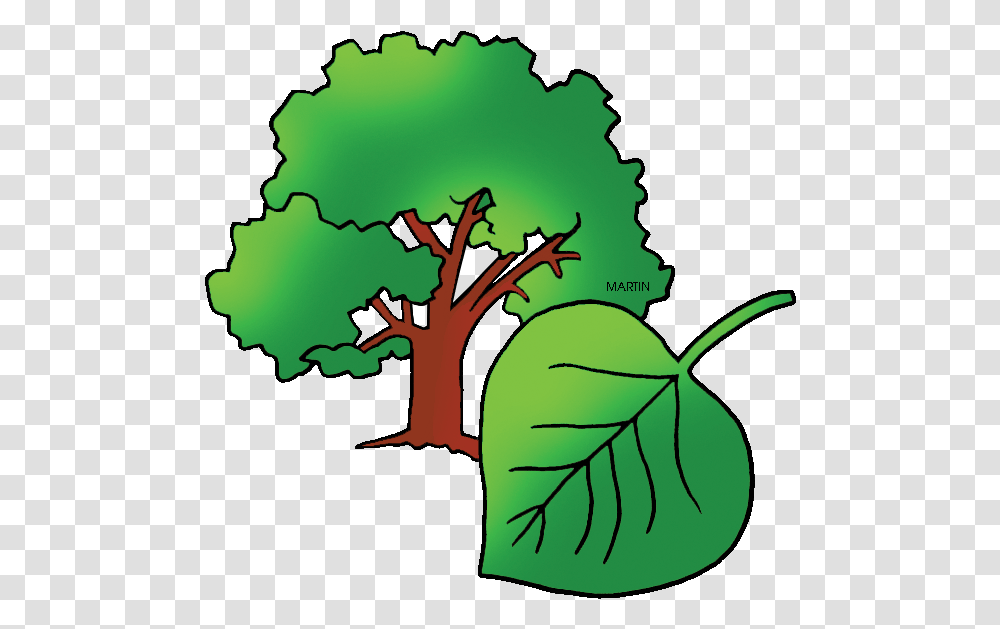 Free United States Clip Art By Phillip Martin State Kansas State Tree, Green, Leaf, Plant, Vegetation Transparent Png
