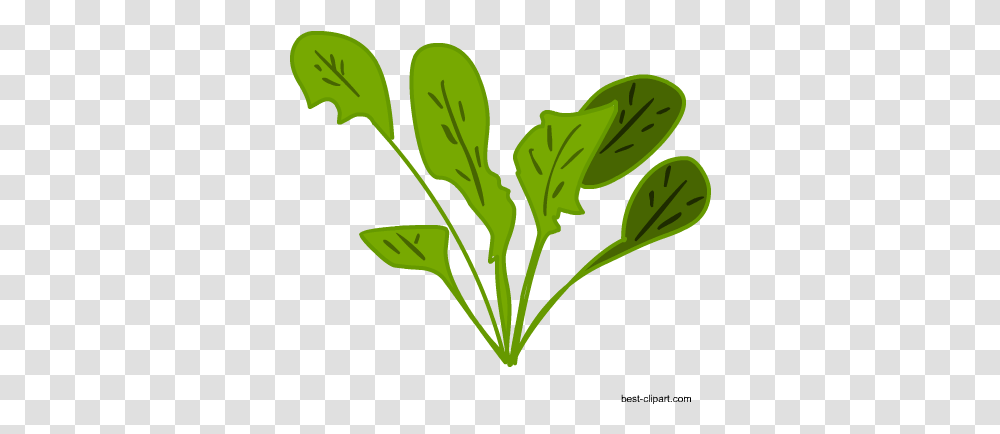 Free Vagetables Clip Art Clip Art, Plant, Vegetable, Food, Spinach Transparent Png