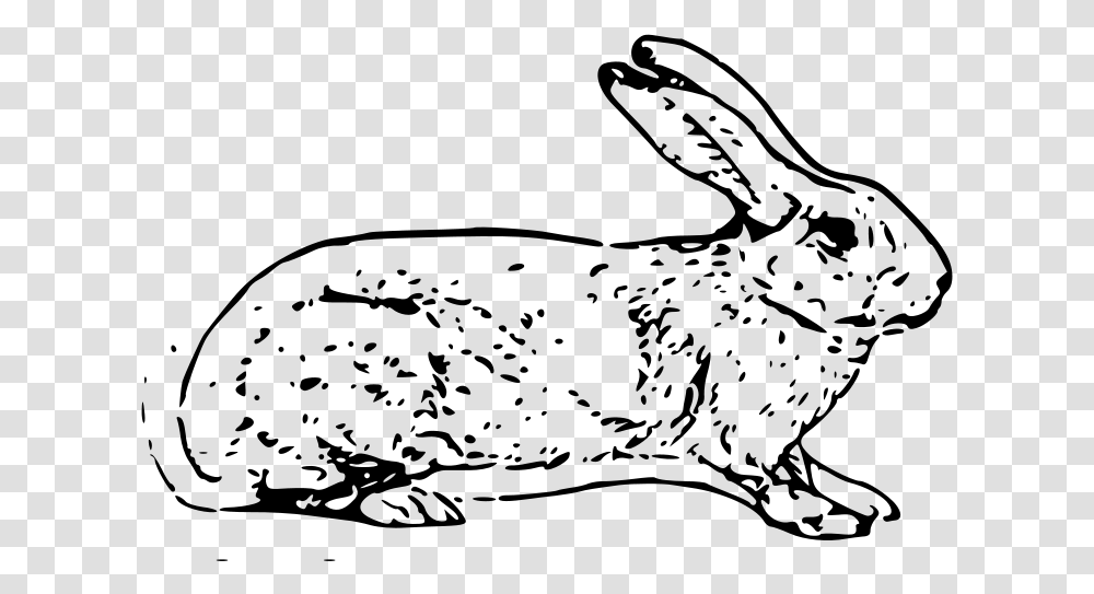 Free Vector Belgian Rabbit White Rabbit Copyright Free, Gray, World Of Warcraft Transparent Png