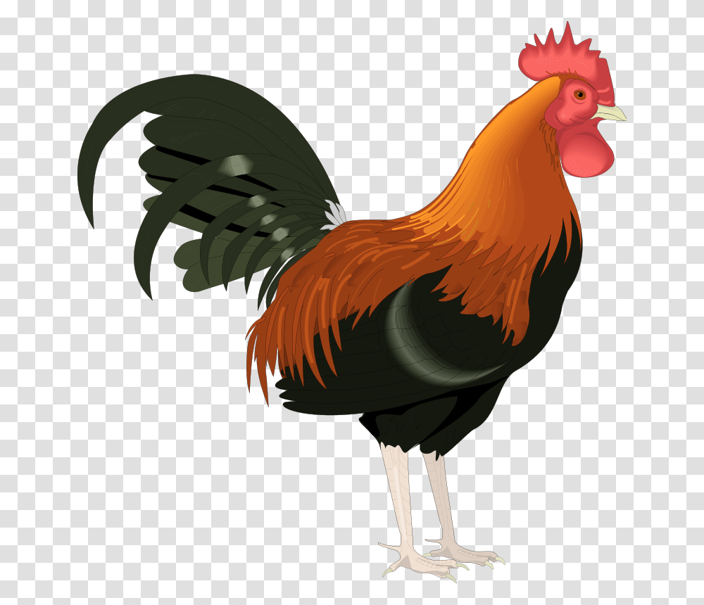 Free Vector Bird Rooster Clipart, Chicken, Poultry, Fowl, Animal Transparent Png