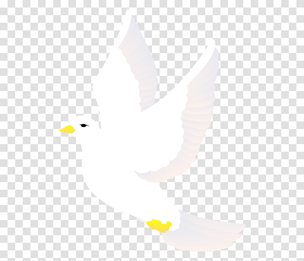 Free Vector Bird White Bird Vector, Animal, Dove, Pigeon, Person Transparent Png