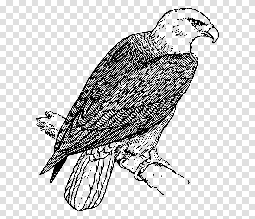 Free Vector Eagle Eagle Picture Black And White, Gray, World Of Warcraft Transparent Png