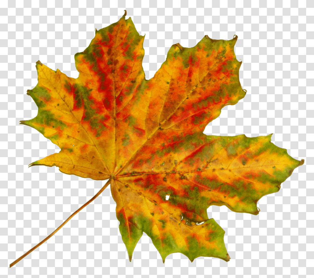 Free Vector Graphic Black Maple In Fall, Leaf, Plant, Tree, Maple Leaf Transparent Png