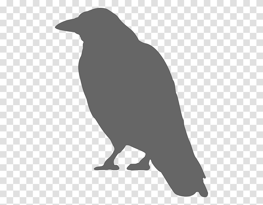 Free Vector Graphic Crow Silhouette, Animal, Bird, Penguin Transparent Png