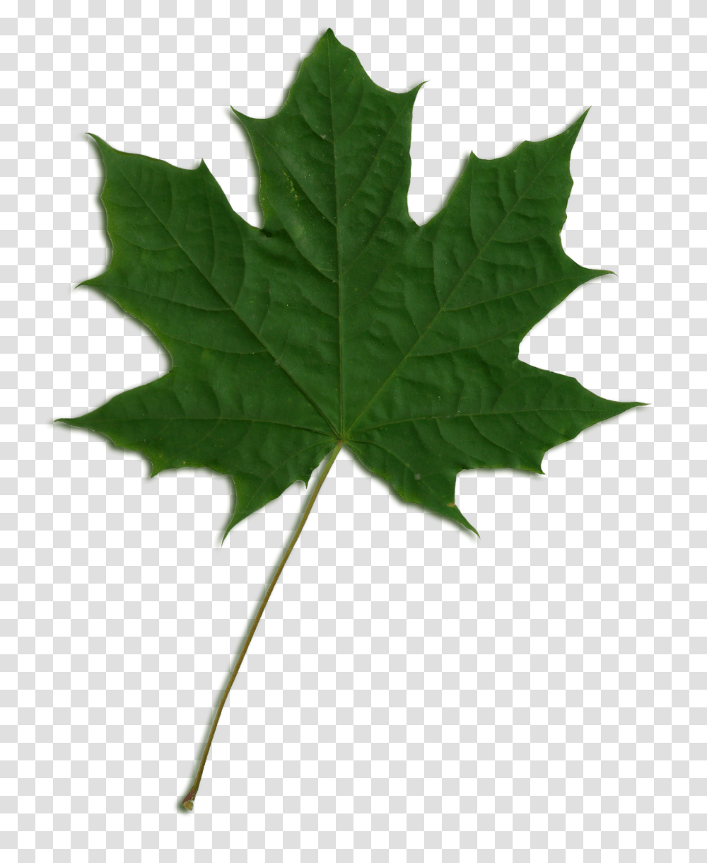 Free Vector Maple Leaf, Plant, Tree Transparent Png