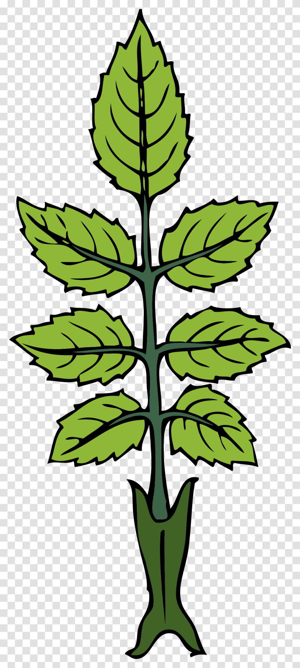 Free Vector Mint Branch Clip Art Draw A Mint Plant, Leaf, Green, Sunlight, Tree Transparent Png