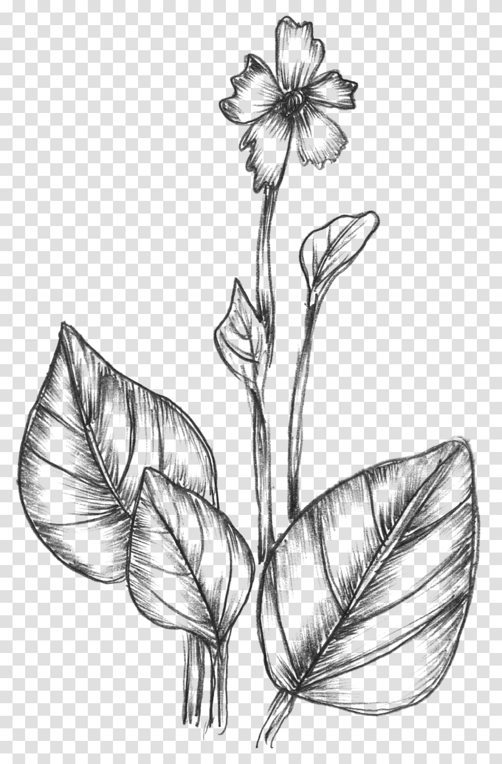 Free Vector Sketchy Plants Drawing Images Of Nature, Gray, World Of Warcraft Transparent Png