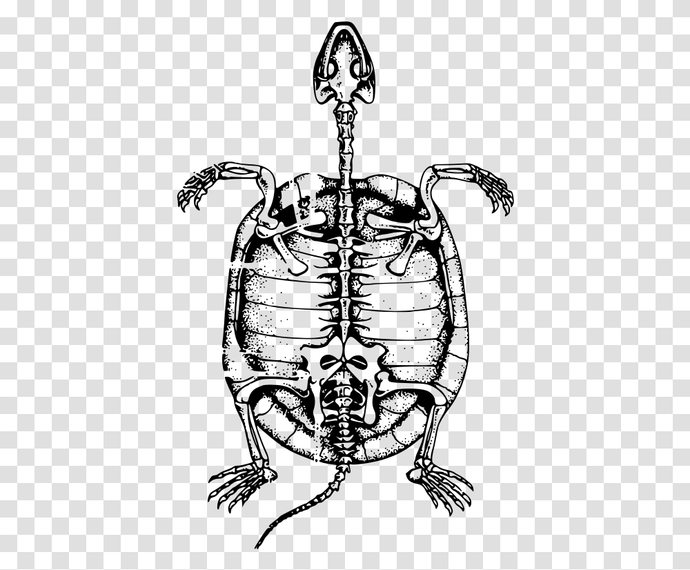 Free Vector Turtle Skeleton Turtle Skeleton Clipart, Gray, World Of Warcraft Transparent Png