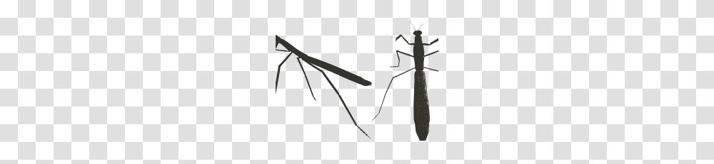 Free Vectors Vector Clipart, Insect, Invertebrate, Animal, Ant Transparent Png