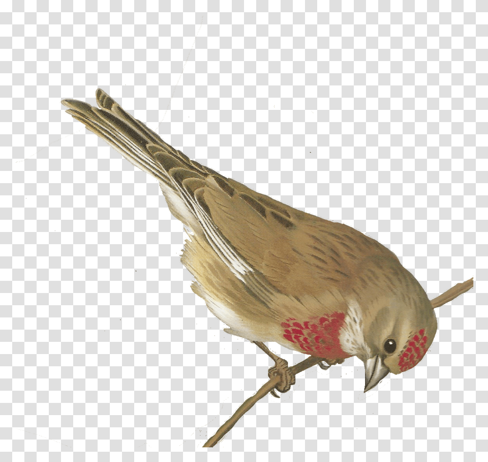 Free Vintage Birds Printable, Animal, Finch, Beak, Sparrow Transparent Png