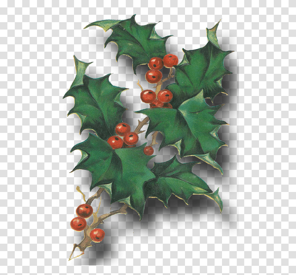 Free Vintage Christmas Postcards Hollyleaf Cherry, Plant, Tree, Fruit, Food Transparent Png