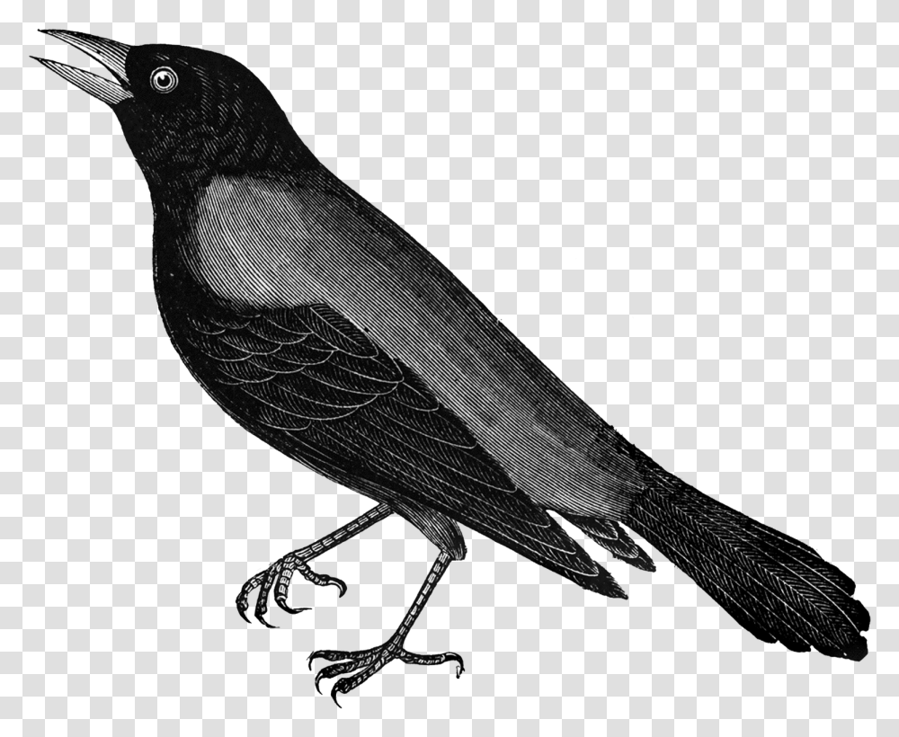 Free Vintage Clip Art, Animal, Bird, Beak, Blackbird Transparent Png