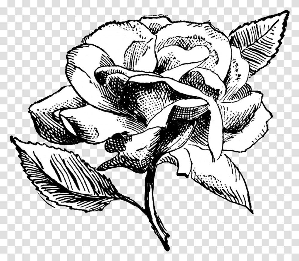Free Vintage Digital Stamps Stamp Vintage Rose Flower Illustration Black And White, Plant, Blossom, Bird, Animal Transparent Png