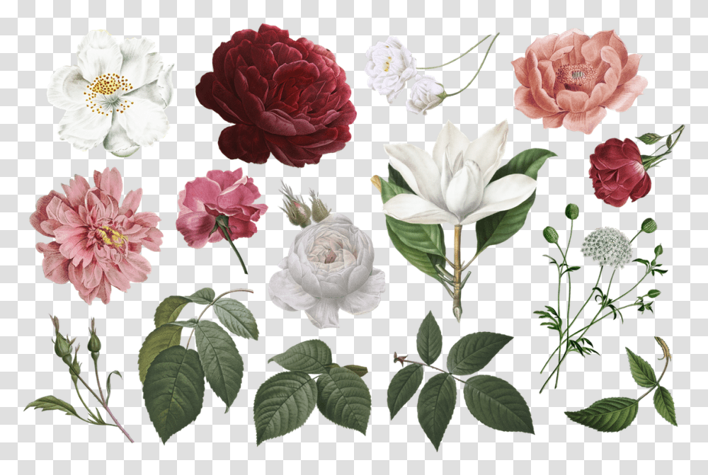 Free Vintage Flower Clipart Commercial Use In 2020 Flowers Clip Art, Plant, Blossom, Carnation, Peony Transparent Png