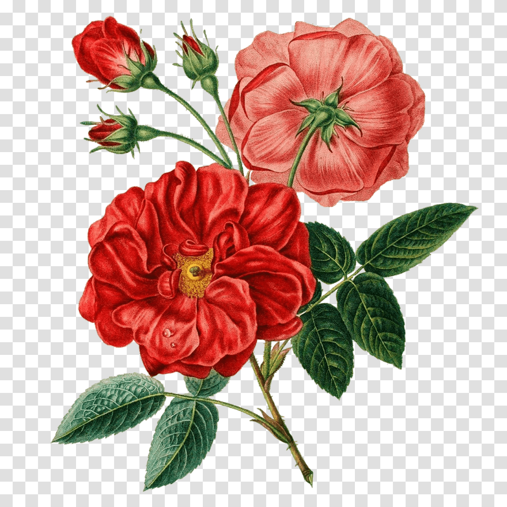 Free Vintage Flower Collection On Behance, Floral Design, Pattern Transparent Png