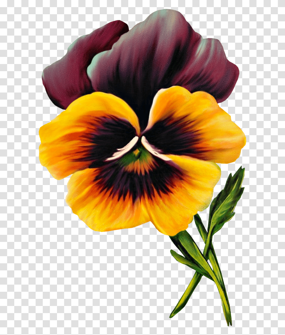 Free Vintage Pansy Graphic, Plant, Flower, Blossom, Person Transparent Png