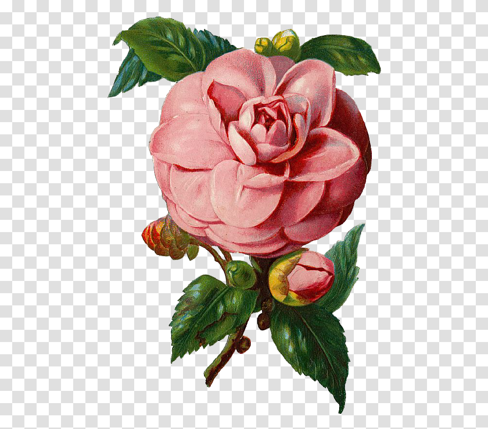 Free Vintage Pink Rose Graphic And Vector - Avalon Vintage Rose Vector, Flower, Plant, Blossom, Petal Transparent Png