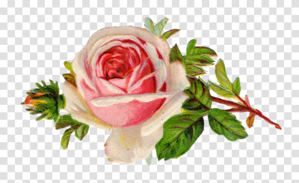 Free Vintage Rose Clip Art Mrp Flores Etiquetas, Flower, Plant, Blossom Transparent Png