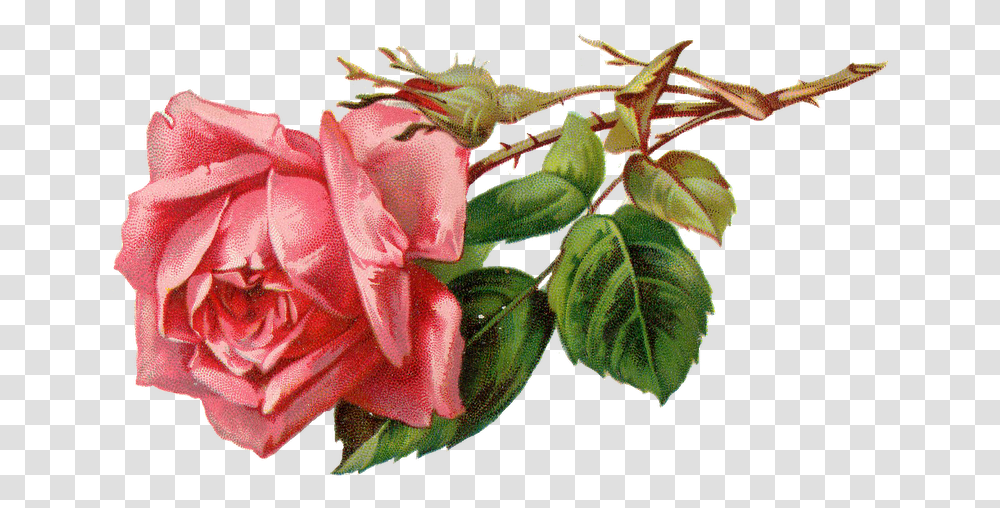 Free Vintage Rose Clipart Vintage Pink Roses, Plant, Flower, Blossom, Acanthaceae Transparent Png