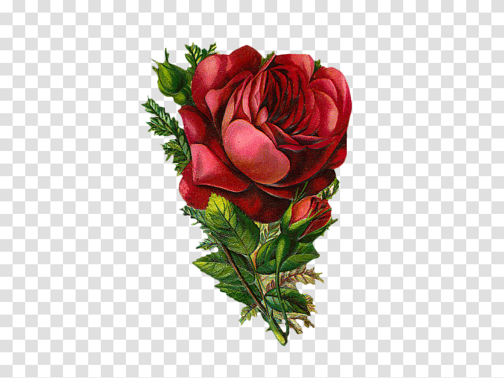 Free Vintage Rose Graphic, Plant, Flower, Blossom, Floral Design Transparent Png