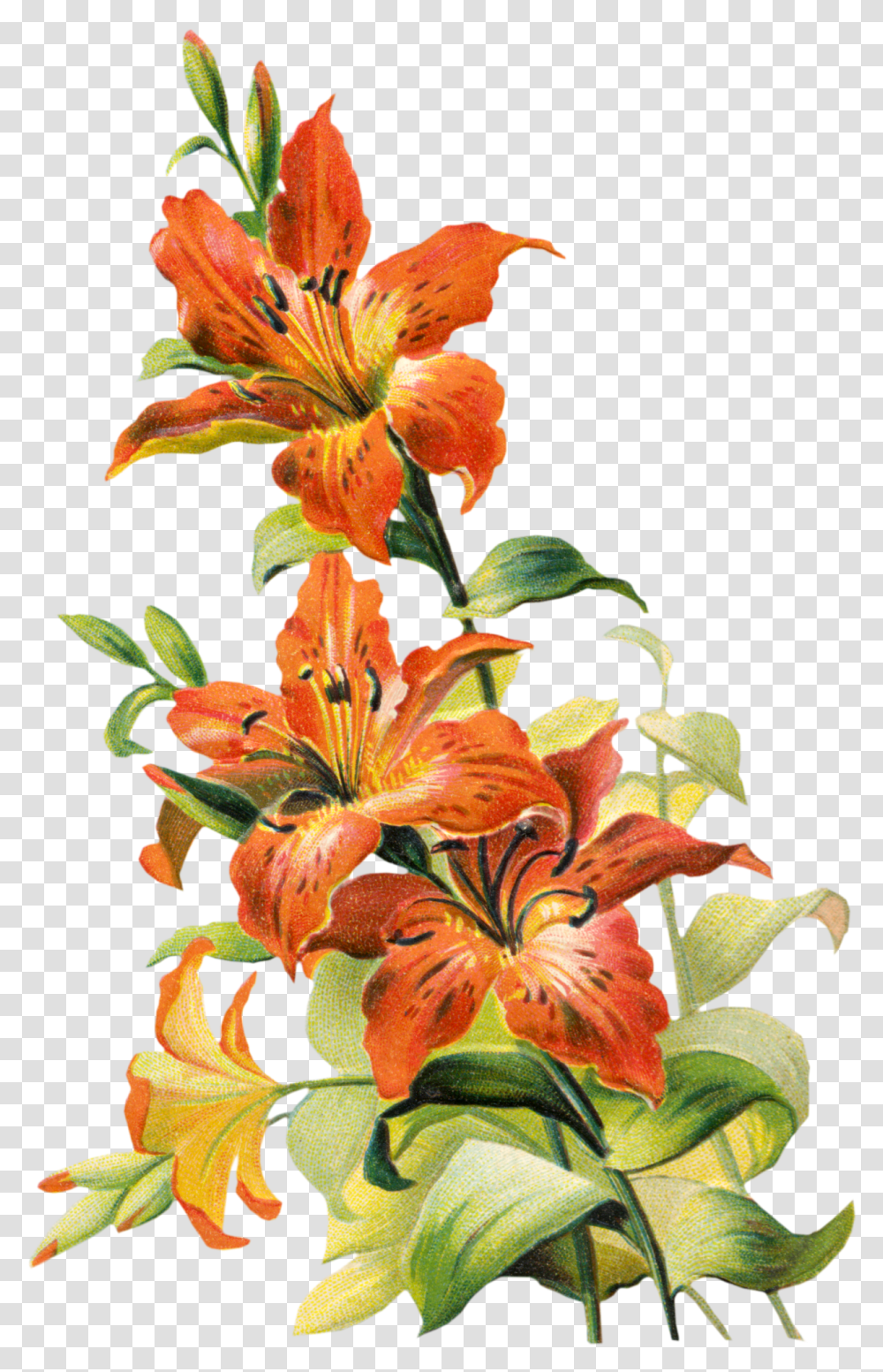 Free Vintage Tiger Lily Flower Tiger Lily Flower Art, Plant, Blossom, Amaryllis, Pollen Transparent Png