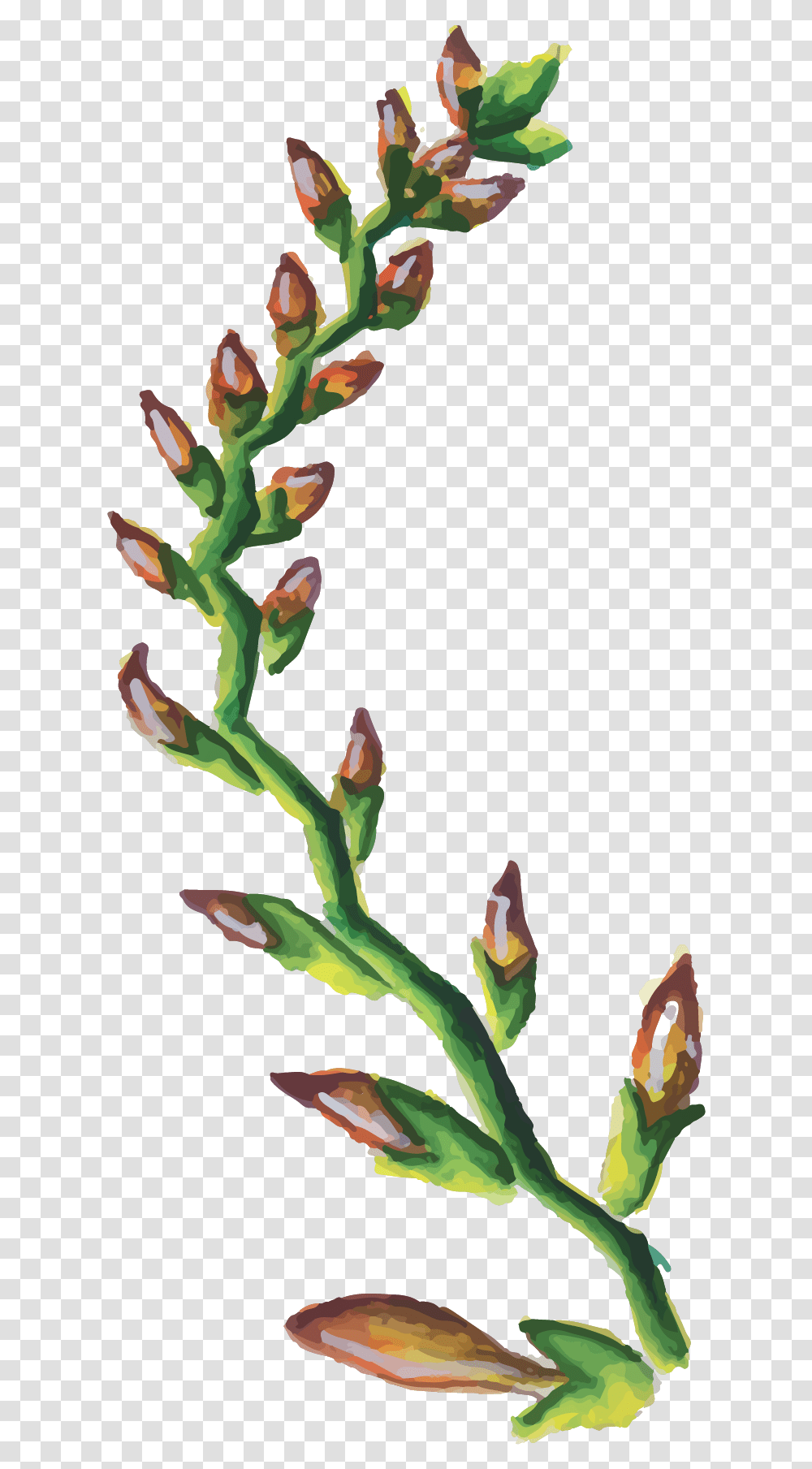 Free Watercolor Floral Greenery, Plant, Flower, Blossom, Bud Transparent Png