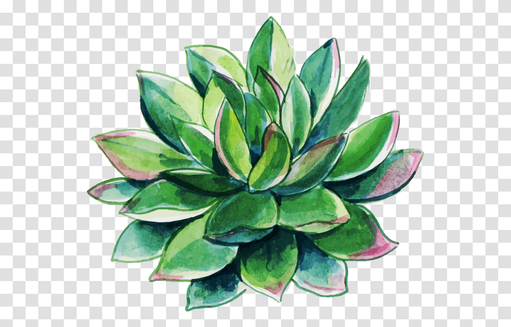 Free Watercolor Floral Konfest Agave, Plant, Leaf, Art, Graphics Transparent Png